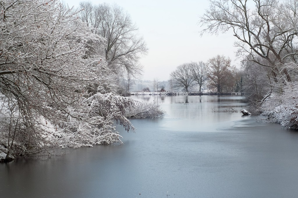 Snowy Walnut Orchard 2009