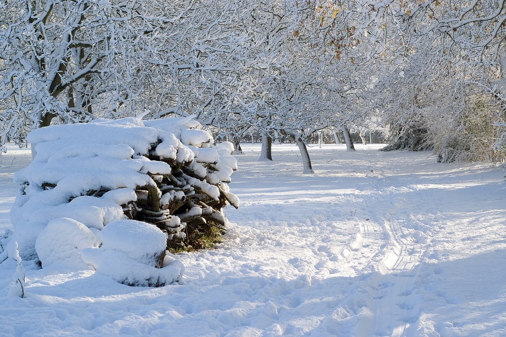 Snowy Walnut Orchard 2009