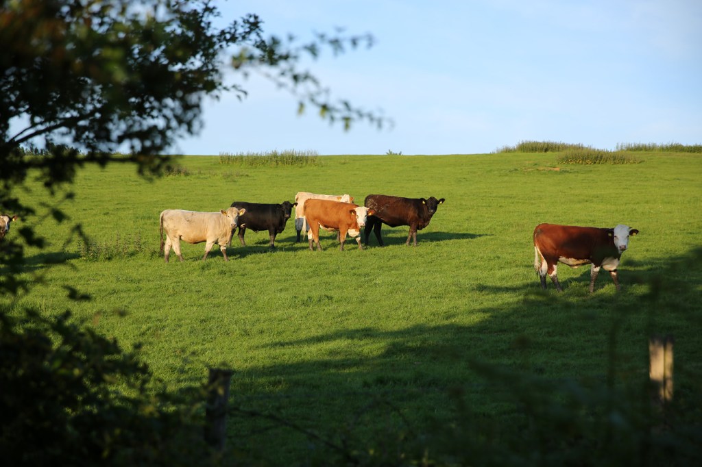 Cattle grazing