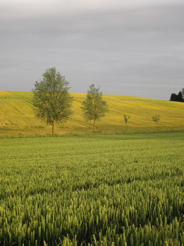 Beautiful summer evening view of corn fields