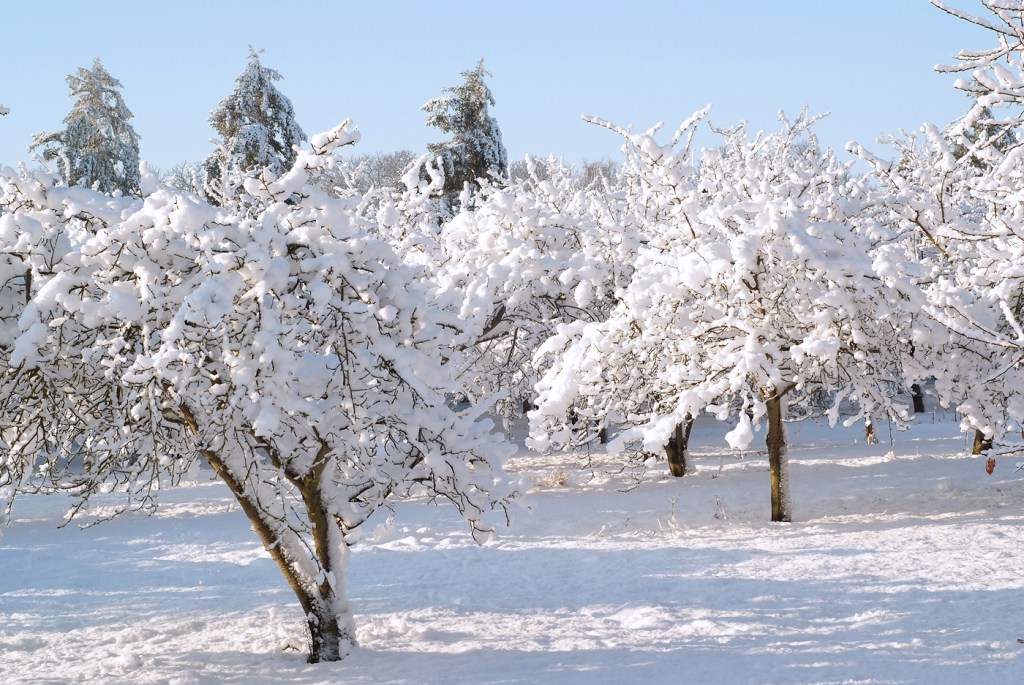 Snowy plum trees 2009