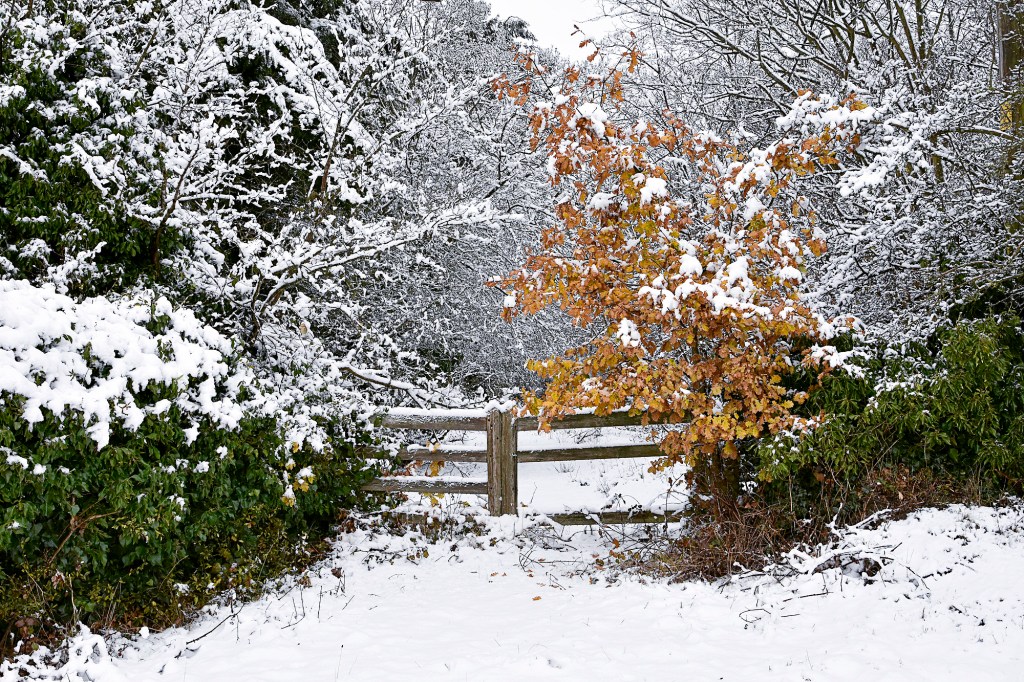 Snowy Boxted along Church Road