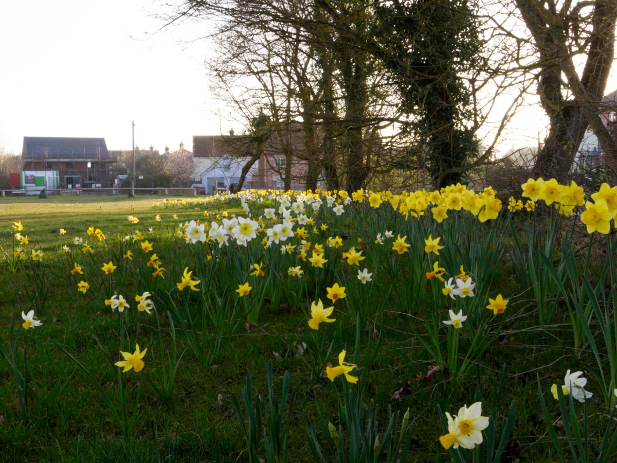 Village Green Update